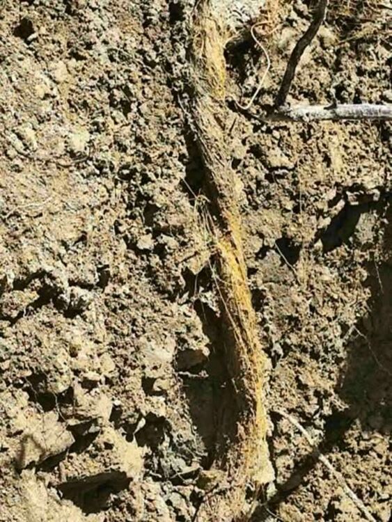 Извадиха растения, дълги над 20 м от водопровод