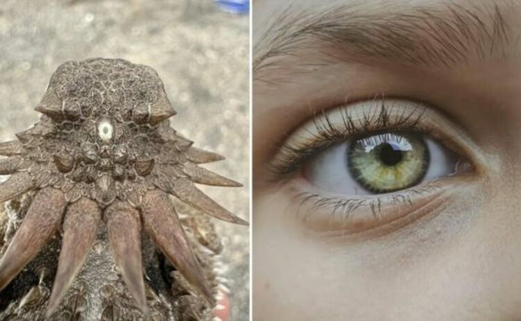 Вляво: Светлото петно в средата на главата образува &bdquo;средното око&ldquo; при този царски рогат гущер. Обикновените очи на животното не се виждат, защото снимката е направена отзад. Вдясно: Съвременните ни очи произлизат от циклопски прародител.