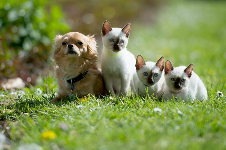 Задължителни чипове и още задължения: ЕП одобри общи правила за домашните любимци