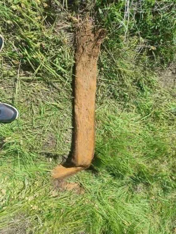 Извадиха растения, дълги над 20 м от водопровод