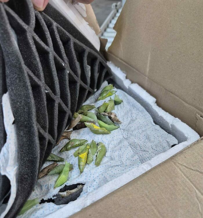 Какавиди на тропически пеперуди заловиха на &bdquo;Капитан Андреево&ldquo;