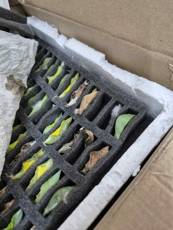 Какавиди на тропически пеперуди заловиха на &bdquo;Капитан Андреево&ldquo;