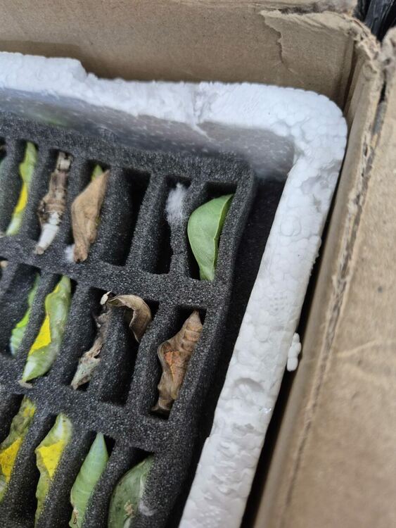 Какавиди на тропически пеперуди заловиха на &bdquo;Капитан Андреево&ldquo;