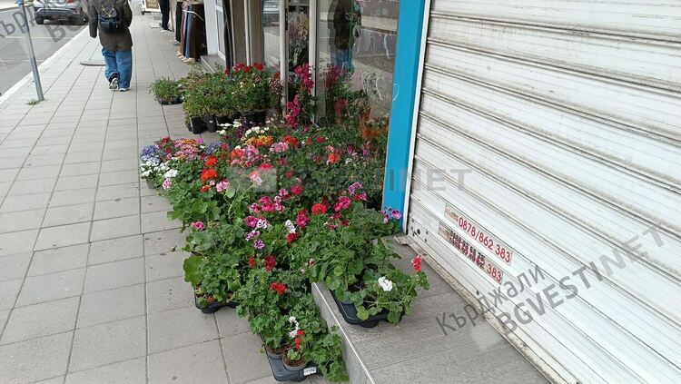 Пролетните цветя са хита в цветарските магазини на Кърджали,сега е време за засаждане