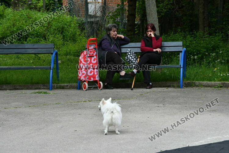 С нова техника косят тревата в хасковските паркове