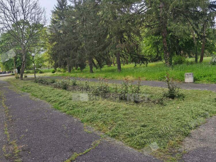 Четири пъти поред косят вече в центъра на Кърджали,незапомнено избуяване на тревата заради дъждовете
