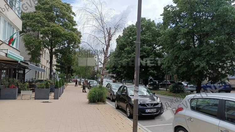 Брезите по бул.&ldquo;Тракия&ldquo;в Кърджали  съхнат,предстои премахването им