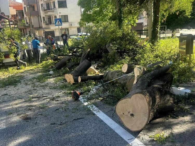 Дърво падна върху коли на ул."Съединение"