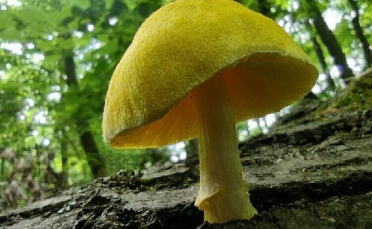 Плодните тела на Pluteus fenzlii са с до 45 мм в диаметър, тъпоконични, камбанковидни, понякога неправилно изпъкнали, с широка гърбица. Цветът им е сярножълт, лимоненожълт до лимоненохромен, при презрелите екземпляри - обезцветяващ се до бледобежов, по ръба незабележимо набразден, сух, радиално фибрилозен и с фини люспи.