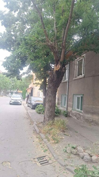 Голям клон от дърво падна на ул. "Борис Сарафов"