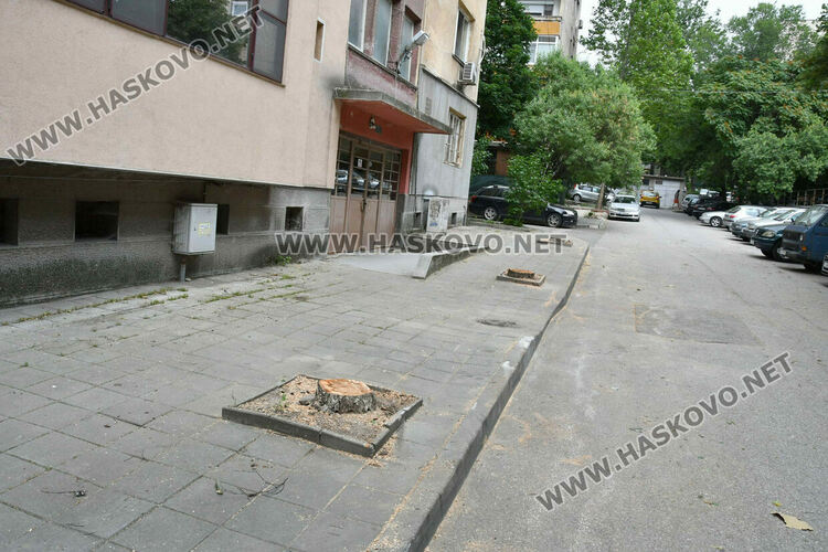 Отстраниха три опасни дървета на ул. &bdquo;Одрин&ldquo; в Хасково
