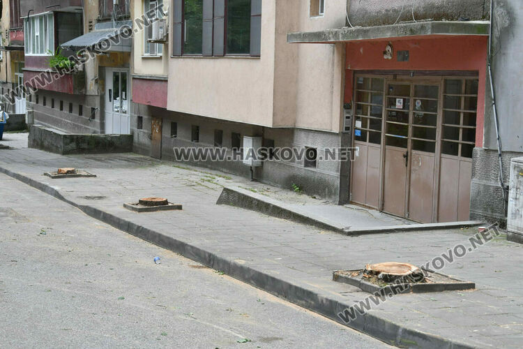 Отстраниха три опасни дървета на ул. &bdquo;Одрин&ldquo; в Хасково