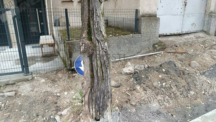 Опасни дървета бяха изкоренени до Психиатрията,Община Кърджали ги заменя с нови