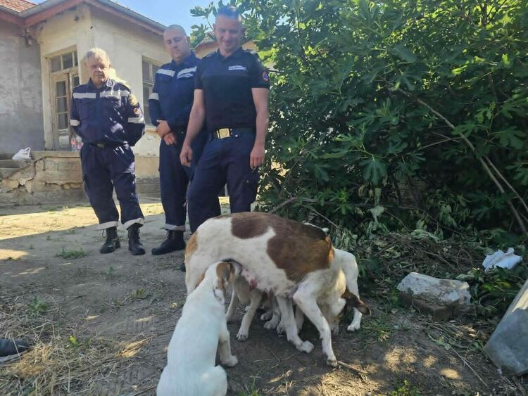Пожарникари спасиха две кученца, паднали в кладенец в Любимец