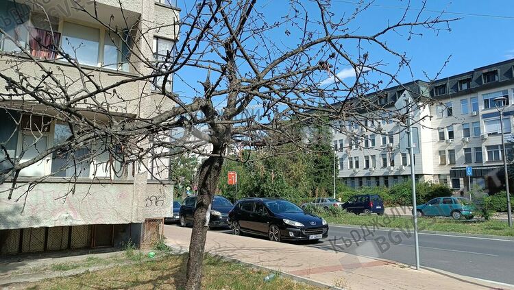 Община Кърджали разпореди отсичането на изсъхнала череша на бул.&ldquo;Тракия&ldquo;