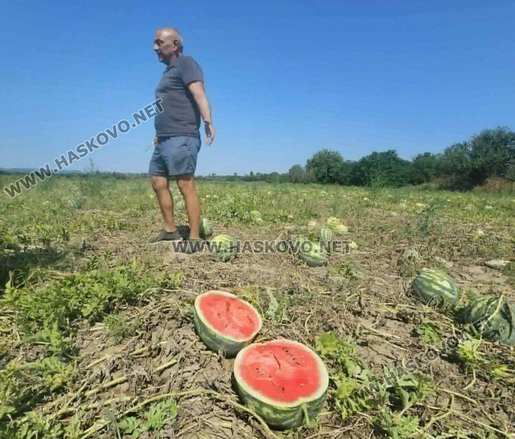 Кило диня на борсата е 8 цента, но прекупвачи няма
