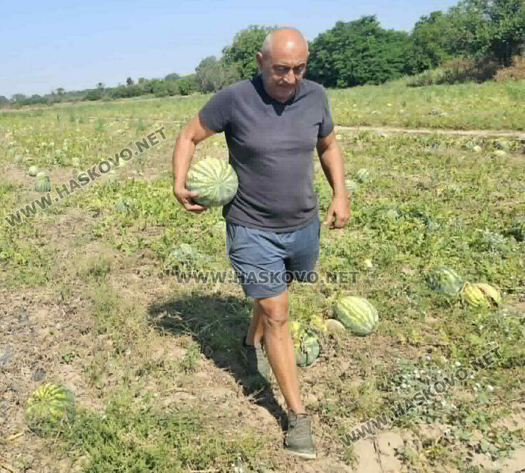 Кило диня на борсата е 8 цента, но прекупвачи няма