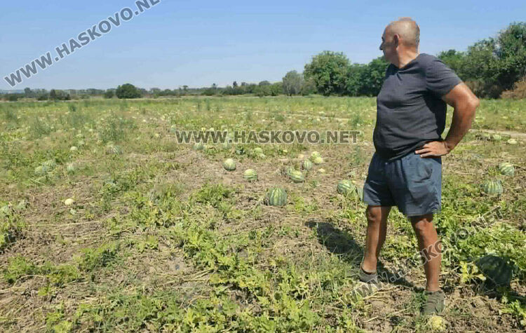 Кило диня на борсата е 8 цента, но прекупвачи няма
