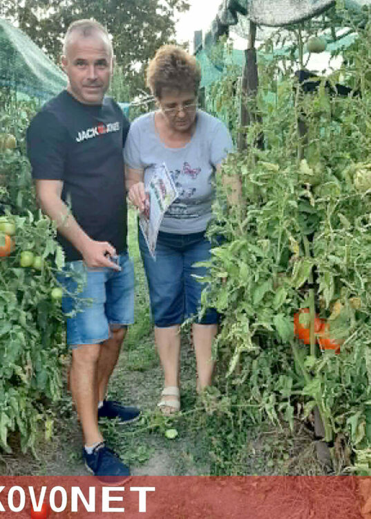 В Конуш наградиха топ земеделци, отгледали най-големите домати в селото
