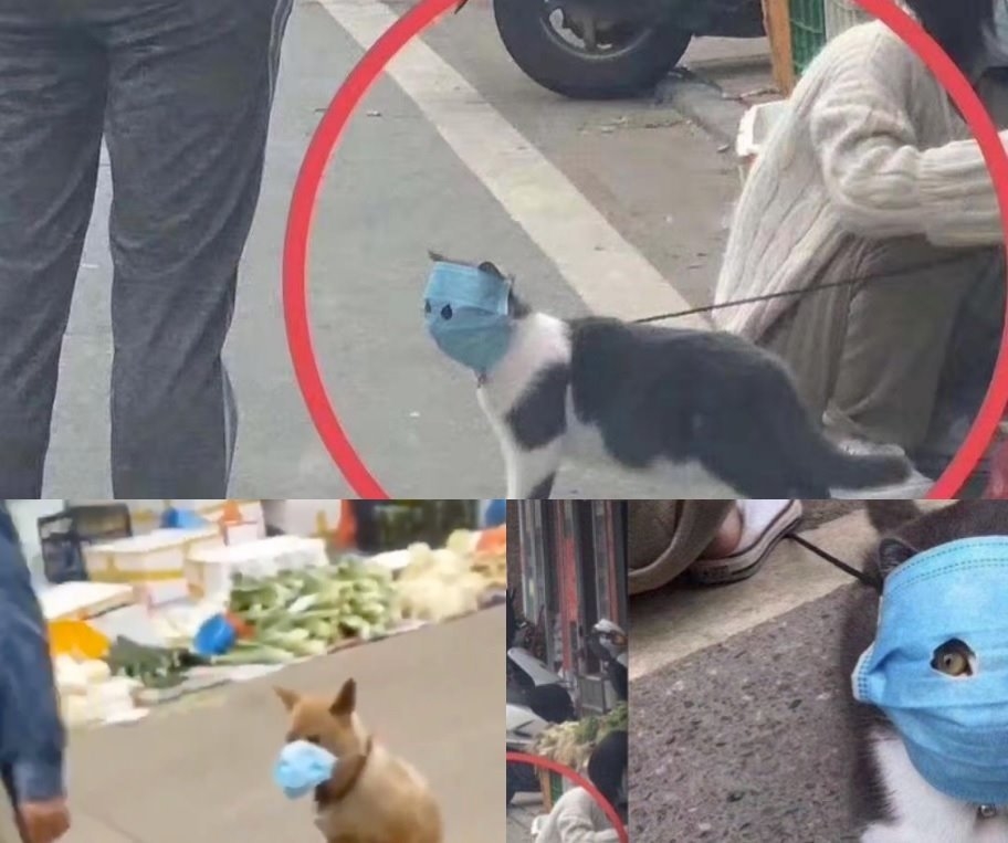 Паниката от коронавируса в снимки